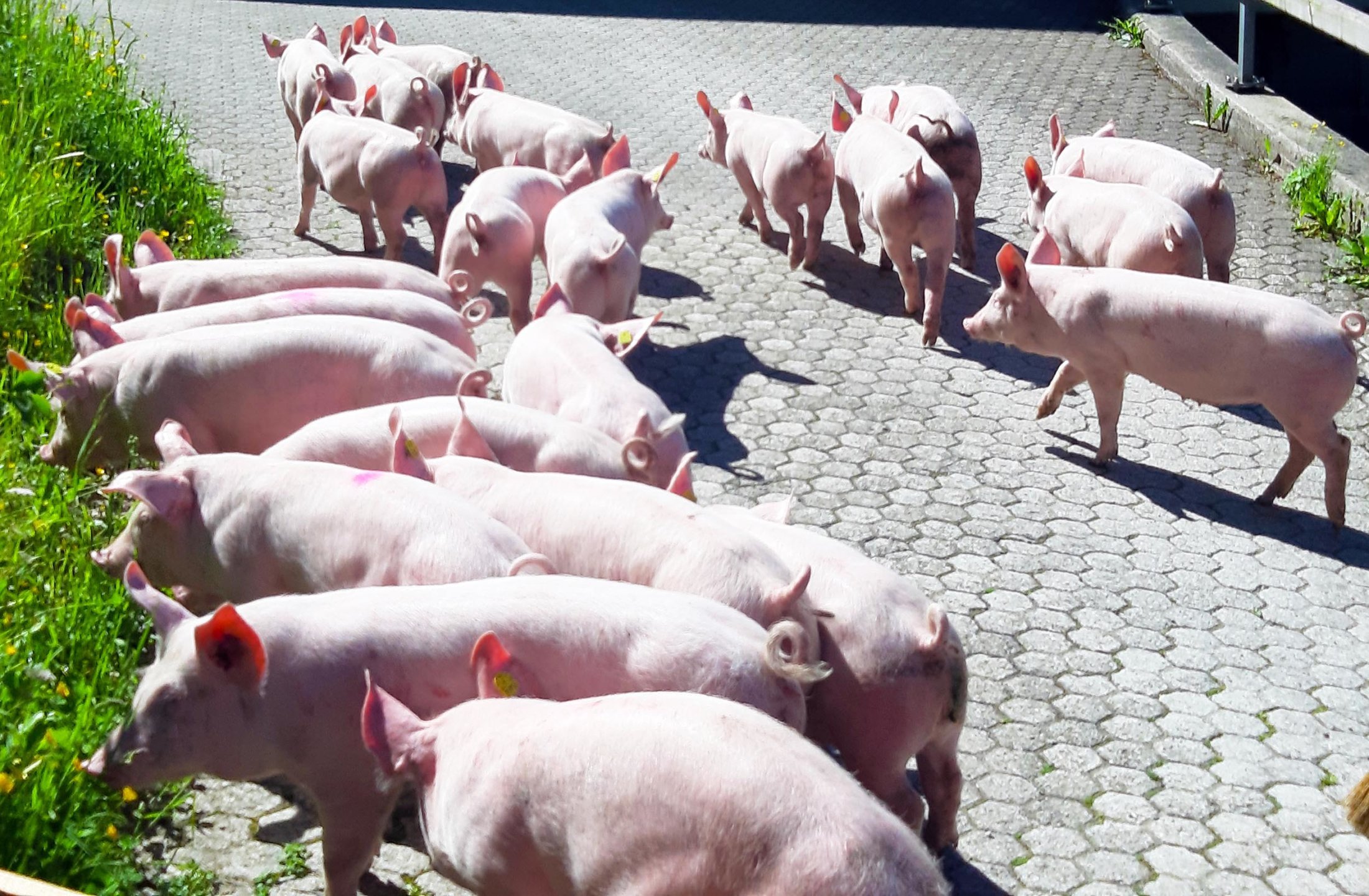 Schweine_Musenalp2